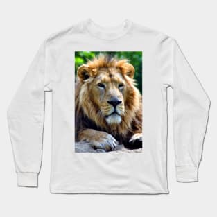 Asiatic Lion Panthera Leo Persica Big Cat Male Long Sleeve T-Shirt